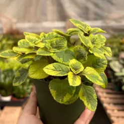 Plectranthus ‘Guacamole’ — additional view