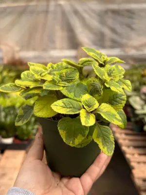 Plectranthus ‘Guacamole’ — additional view