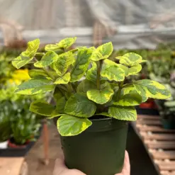 Plectranthus ‘Guacamole’ — additional view