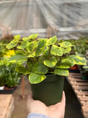 Plectranthus ‘Guacamole’ — additional view