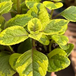 Plectranthus ‘Guacamole’ — additional view