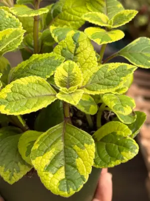 Plectranthus ‘Guacamole’ — additional view