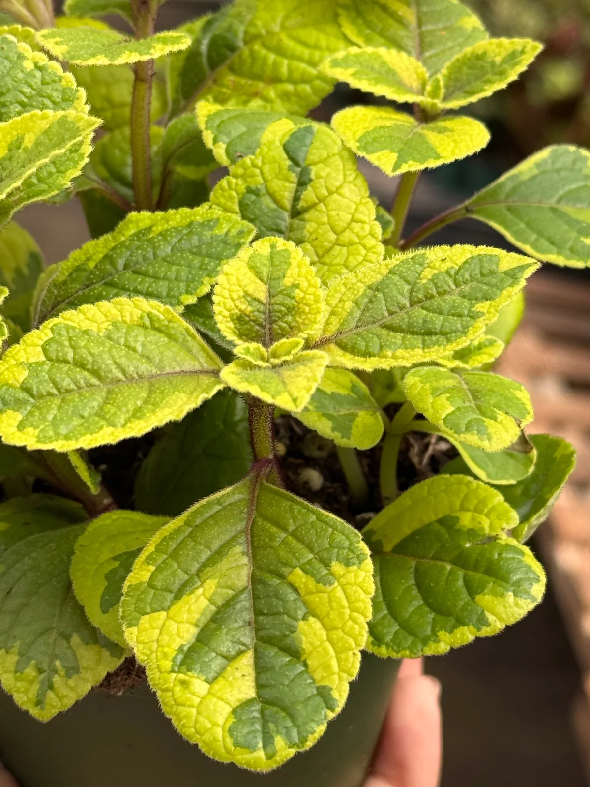 Plectranthus ‘Guacamole’ — additional view