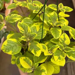 Plectranthus ‘Guacamole’ — additional view