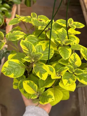 Plectranthus ‘Guacamole’ — additional view