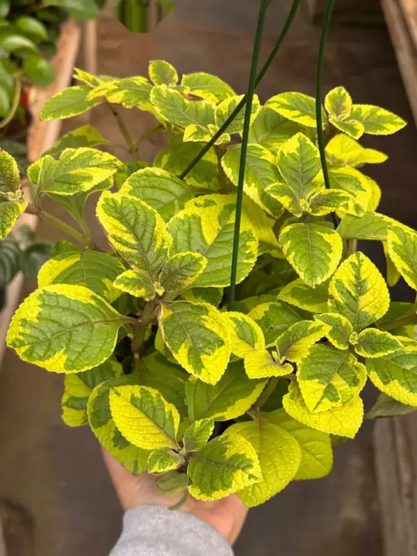 Plectranthus ‘Guacamole’ — additional view