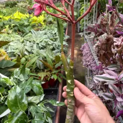 Plumeria Plant 'Mexican Pink'