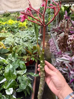 Plumeria Plant 'Mexican Pink'
