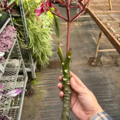 Plumeria Plant 'Mexican Pink' — additional view
