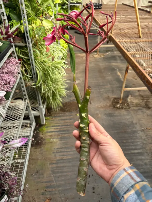 Plumeria Plant 'Mexican Pink' — additional view