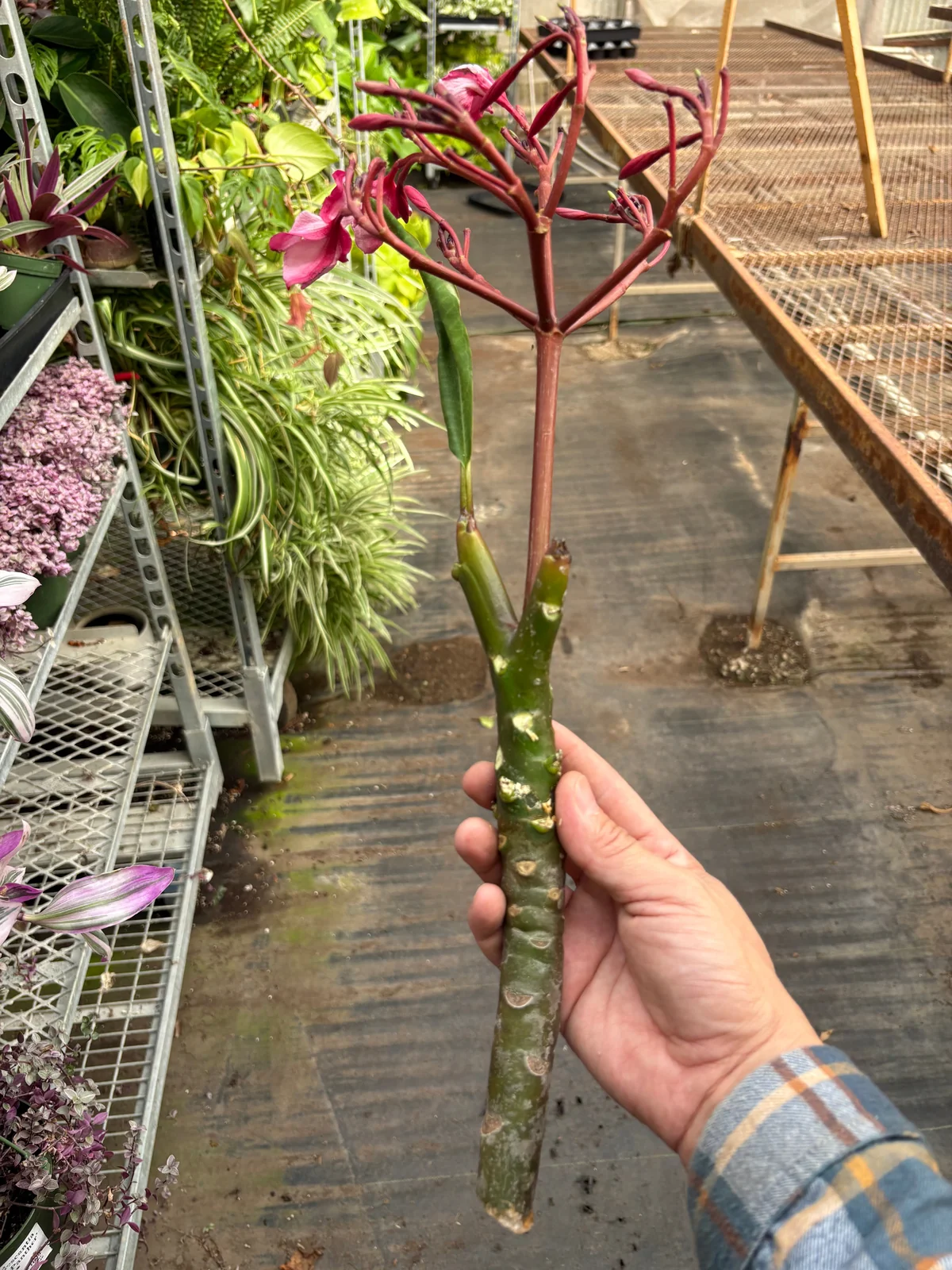 Plumeria Plant 