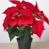 Poinsettia 'Red' houseplant