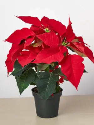 Poinsettia 'Red' houseplant