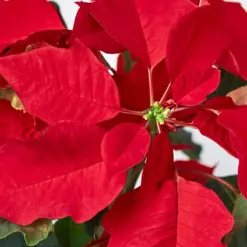Poinsettia 'Red' — additional view