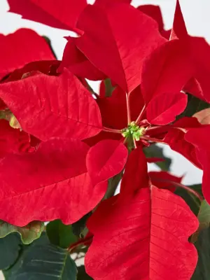 Poinsettia 'Red' — additional view