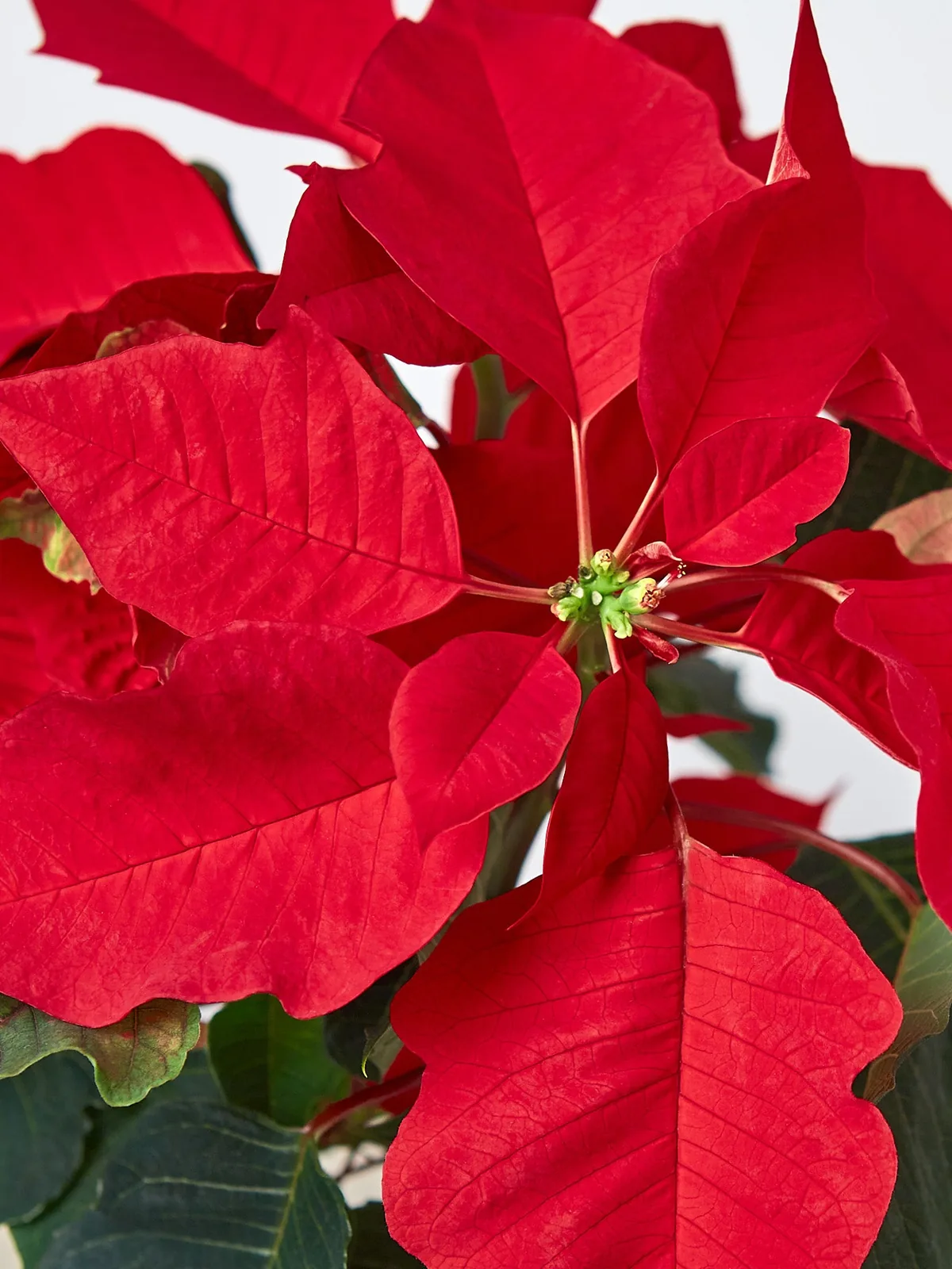 Poinsettia 