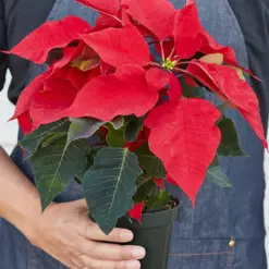 Poinsettia 'Red' — additional view