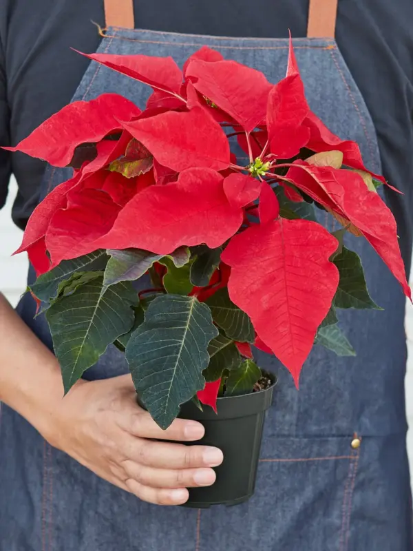 Poinsettia 'Red' — additional view