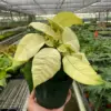 Poinsettia 'White' houseplant