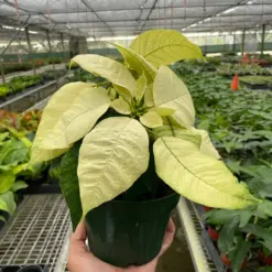 Poinsettia 'White' houseplant