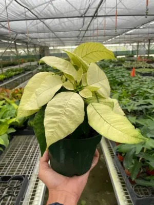 Poinsettia 'White' houseplant