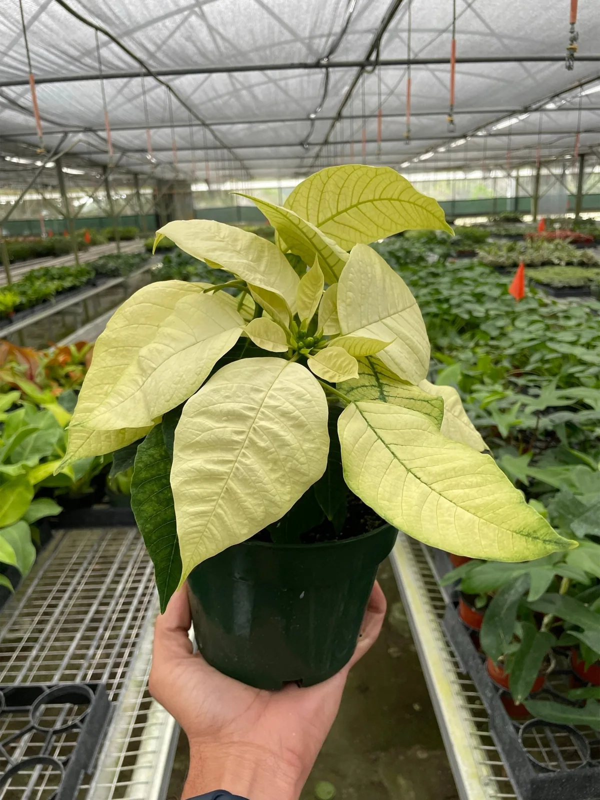 Poinsettia 