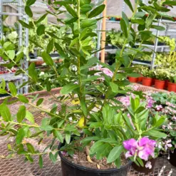 Polygala 'Grandiflora' Myrtifolia houseplant
