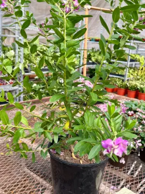 Polygala 'Grandiflora' Myrtifolia houseplant
