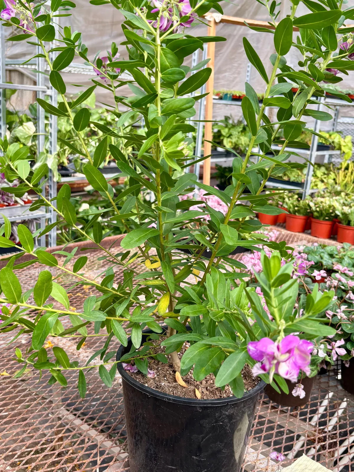 Polygala 
