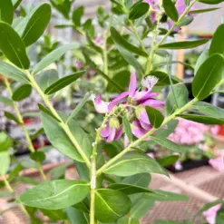 Polygala 'Grandiflora' Myrtifolia — additional view