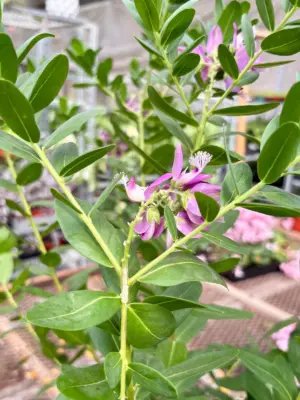 Polygala 'Grandiflora' Myrtifolia — additional view
