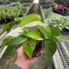 Pothos 'Albo Variegata' Variegated houseplant