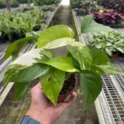 Pothos 'Albo Variegata' Variegated houseplant