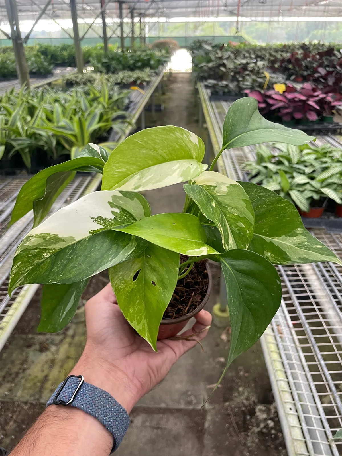 Pothos 