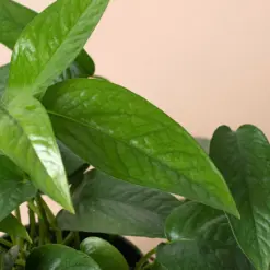 Pothos 'Cebu Blue' houseplant