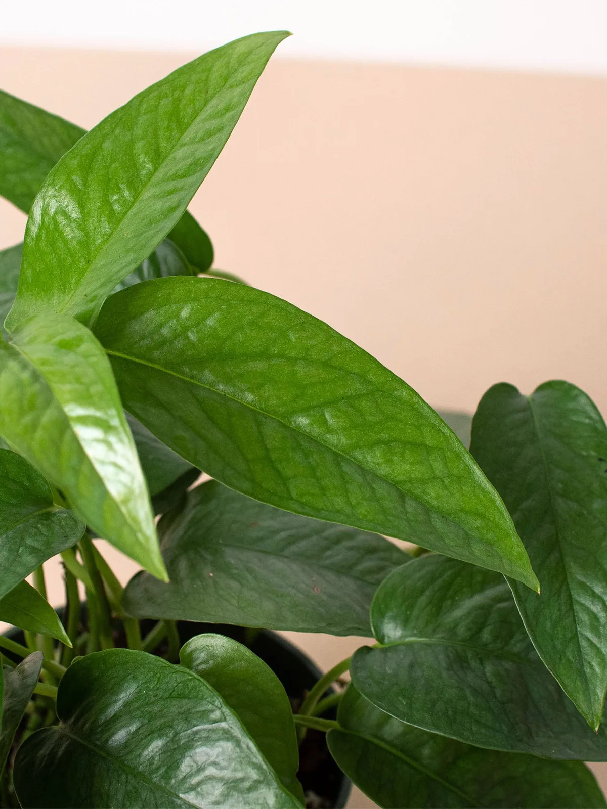 Pothos 