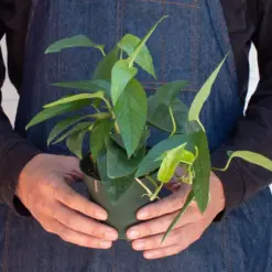 Pothos 'Cebu Blue' — additional view