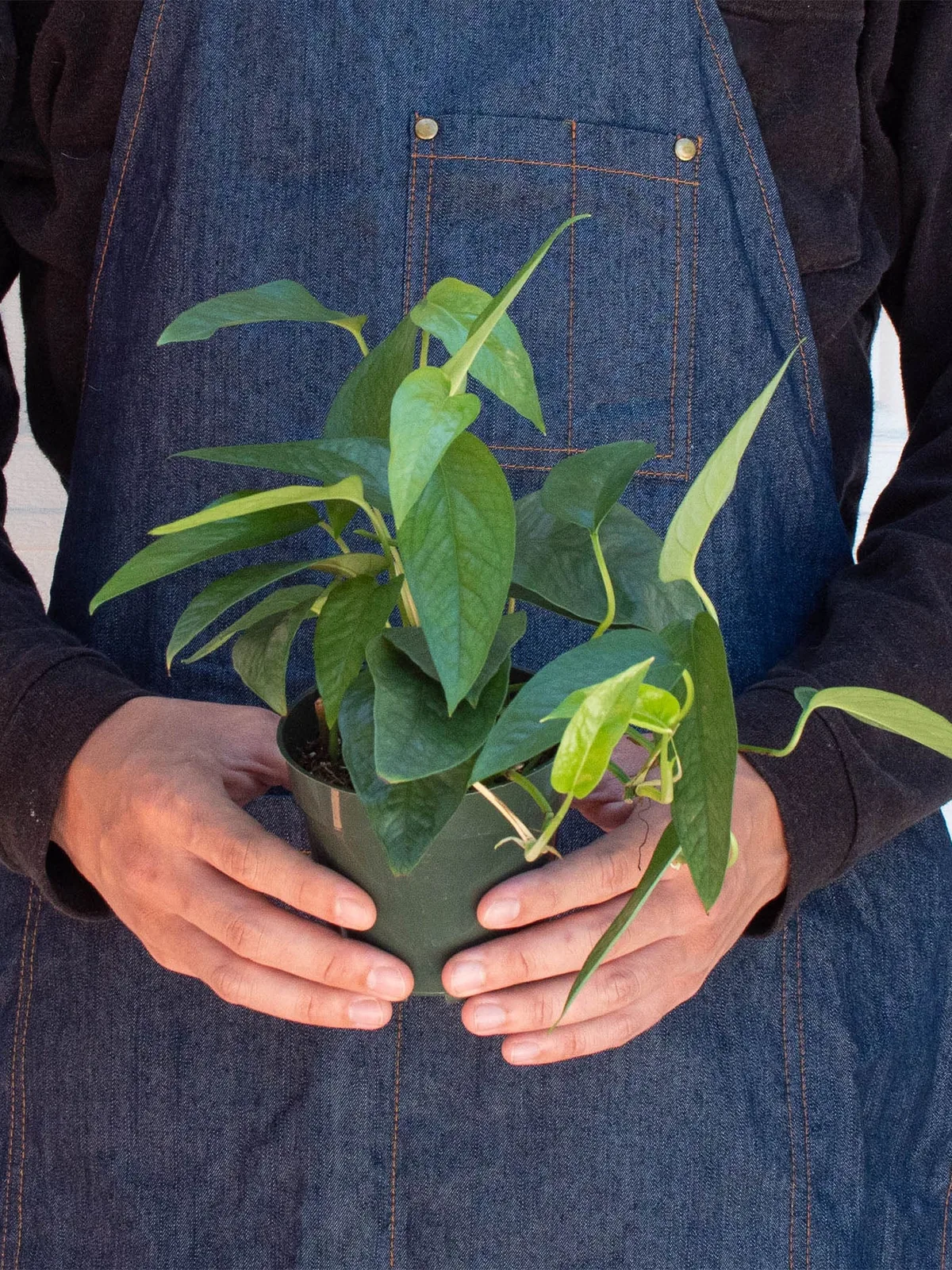 Pothos 