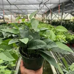 Pothos 'Cebu Blue' — additional view