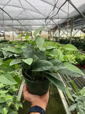 Pothos 'Cebu Blue' — additional view