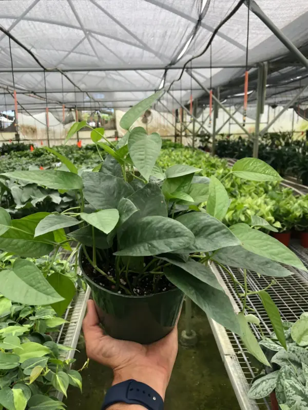 Pothos 'Cebu Blue' — additional view
