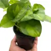 Pothos Global Green houseplant