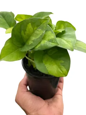 Pothos Global Green houseplant