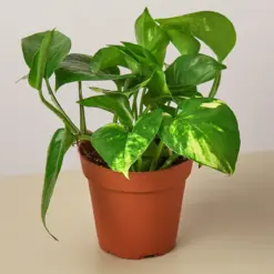 Pothos 'Golden' houseplant