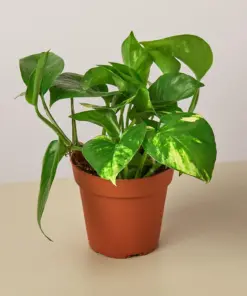 Pothos 'Golden' houseplant