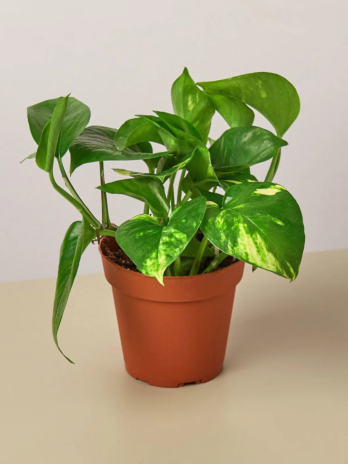 Pothos 