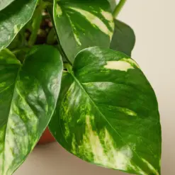 Pothos 'Golden' — leaf detail close-up