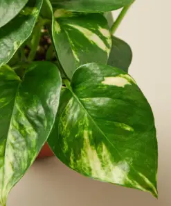 Pothos 'Golden' — leaf detail close-up