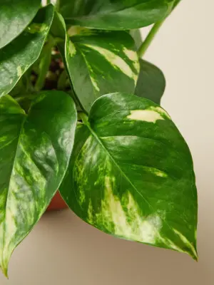 Pothos 'Golden' — leaf detail close-up