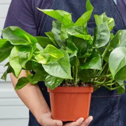 Pothos 'Golden' — held in hand for size reference